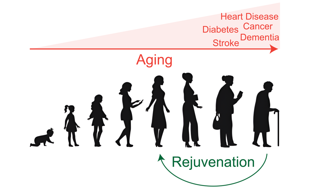 Modeling aging and rejuvenation