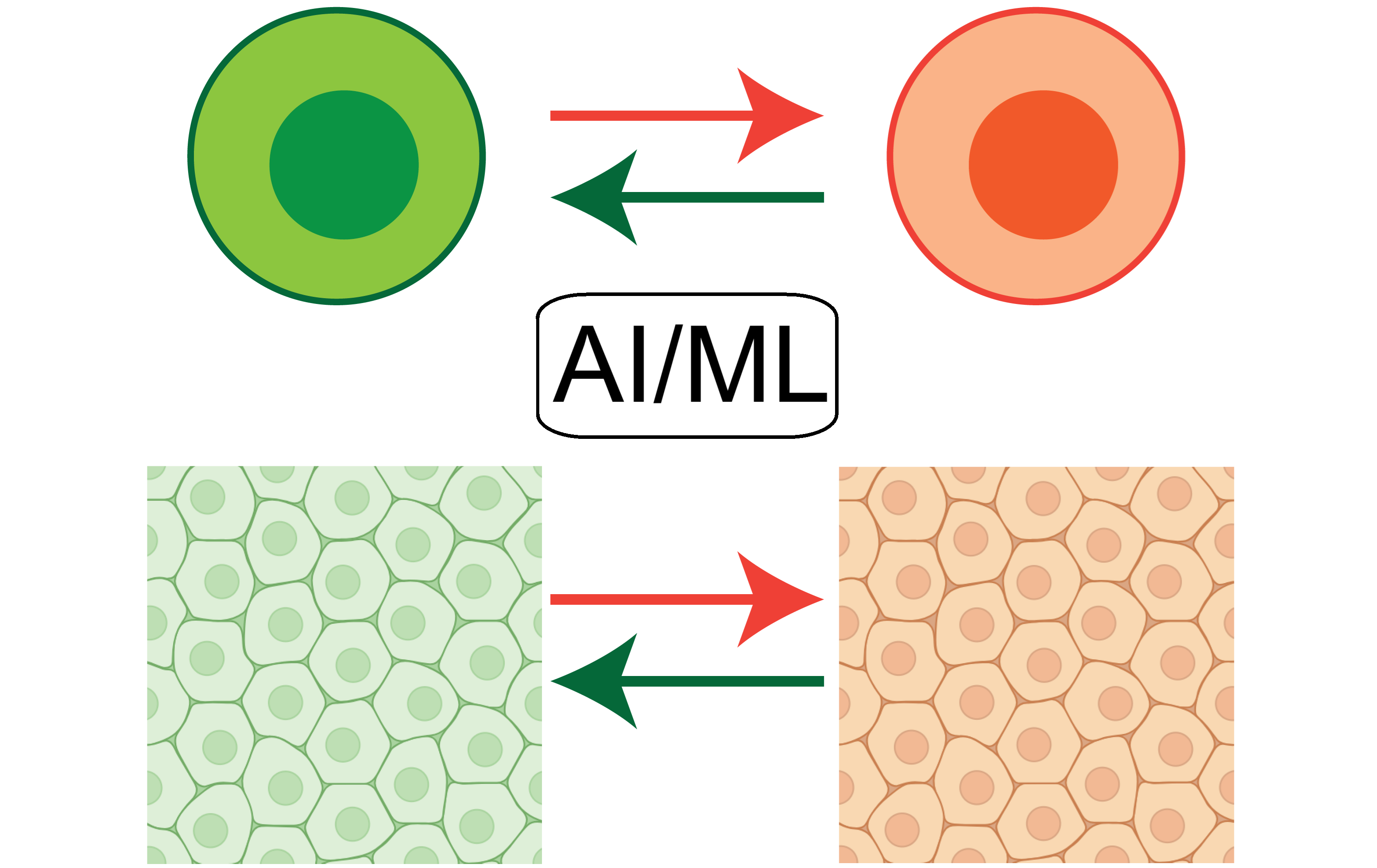 Machine learning for spatial single-cell biology