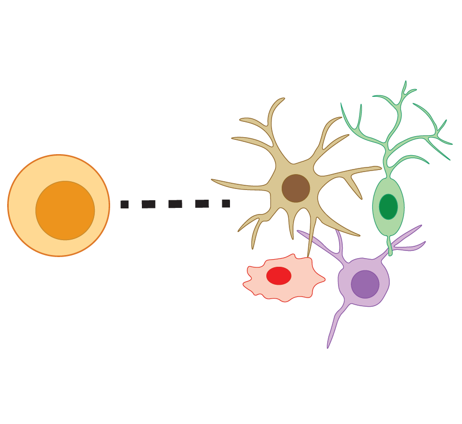 Understanding cell immune interactions
